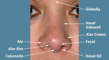 Topographic Features of the Nose - Front View