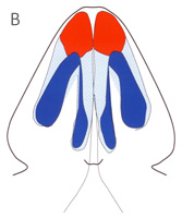 Nasal Domes - Base View